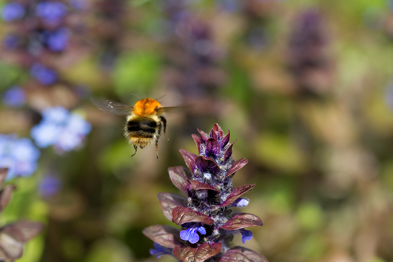 Ackerhummelkönigin (Bombus pascuorum) fliegt Kriechenden Günsel (Ajuga reptans) an, 3. Mai 2017