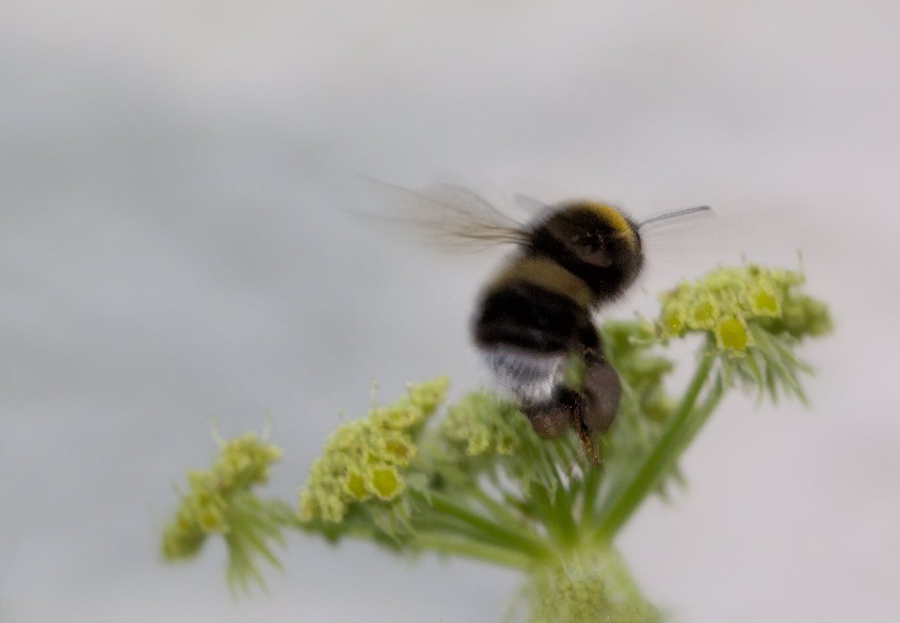 Dunkle Erdhummel (Bombus terrestris) auf Liebstöckel-Pflanze, 19. Juni 2017.