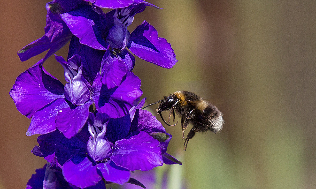 Gartenhummel (Bombus hortorum) fliegt Rittersporn an, 15. Juli 2017.