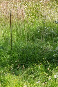 Steinhummelnest im Rasen, 21. Juni 2017.