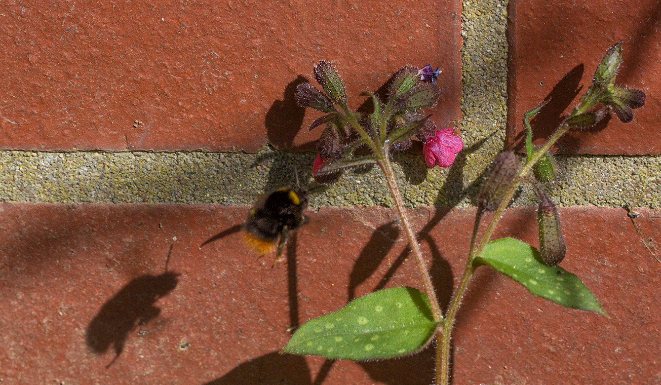 Wiesenhummelkönigin (Bombus pratorum) fliegt Lungenkraut an, 7. April 2018.