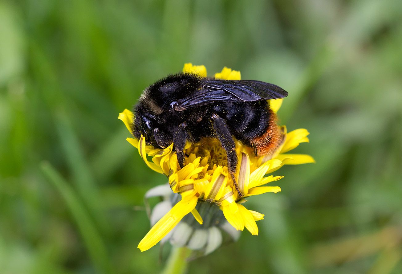 Felsen-Kuckuckshummel (Bombus rupestris) auf Löwenzahn (Taraxacum officinale), 16. April 2018.