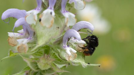 Steinhummel arbeitet im Muskatellersalbei
