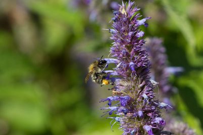 Die Gute-Laune-Hummel