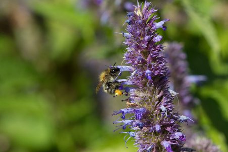 Die Gute-Laune-Hummel