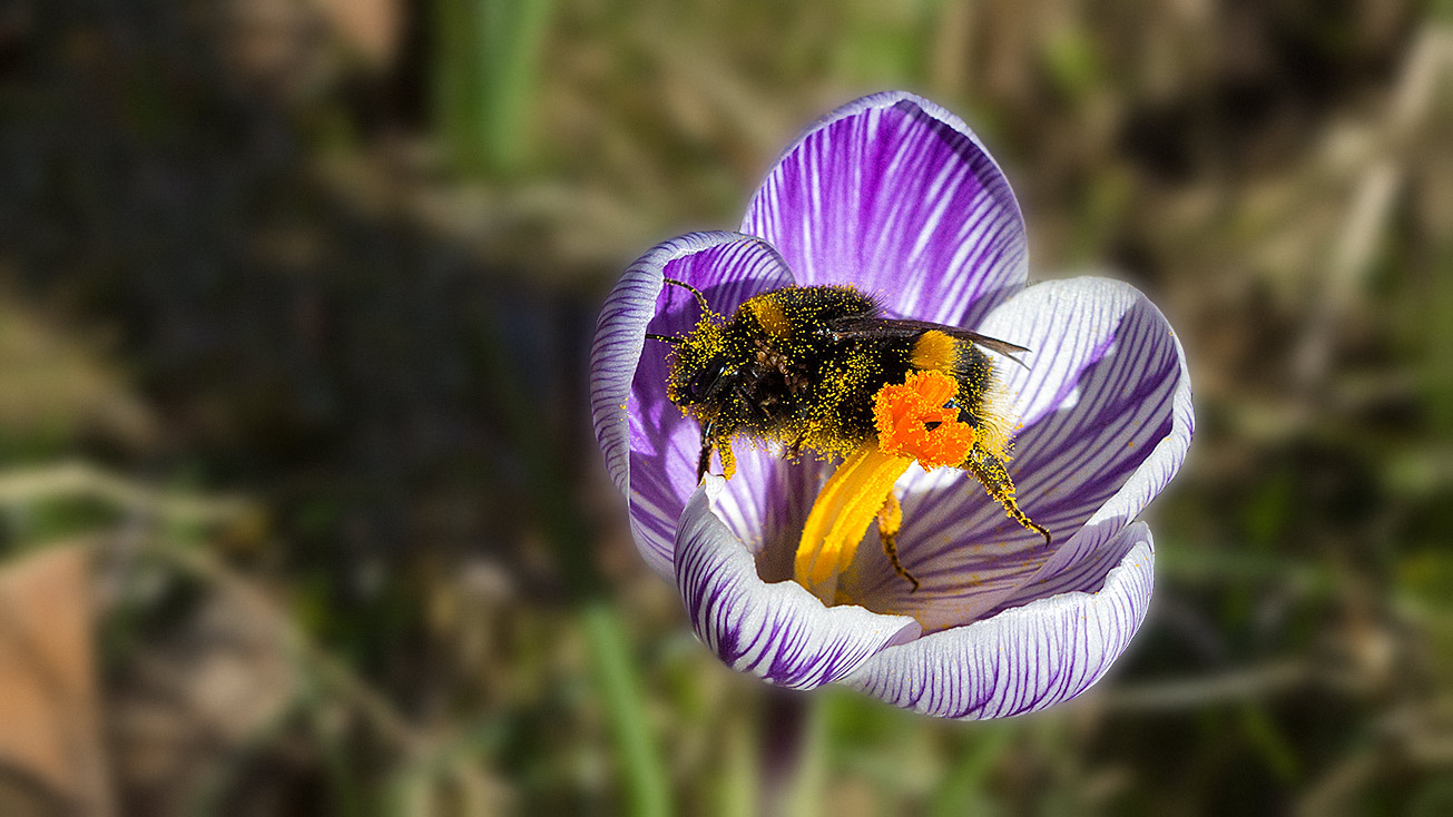 Könign der Dunklen Erdhummel (Bombus terrestris) pollenübersät in Krokusblüte, 24. Feburar 2019-