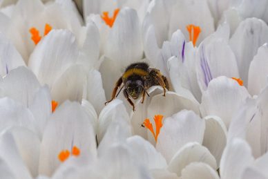 Überlebenskünstlerin Erdhummel