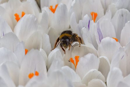 Überlebenskünstlerin Erdhummel