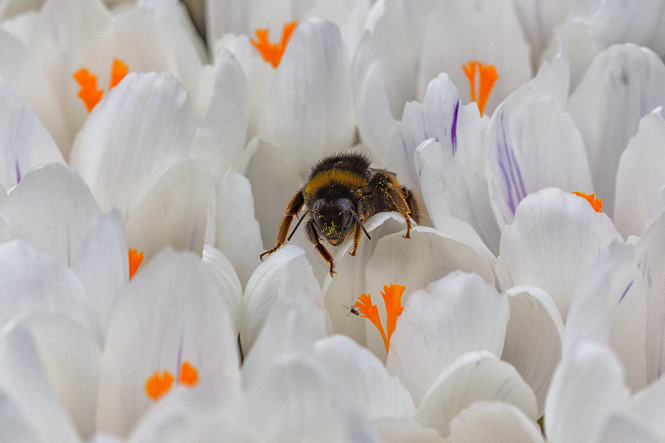 Königin der Dunklen Erdhummel (Bombus terrestris) in Krokus, 6. März 2019