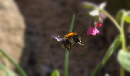 Ackerhummel und Lungenkraut