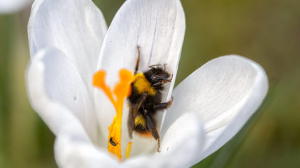Wiesenhummelkönigin ist erwacht