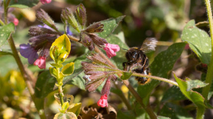 Wiesenhummel trotzt dem Wind