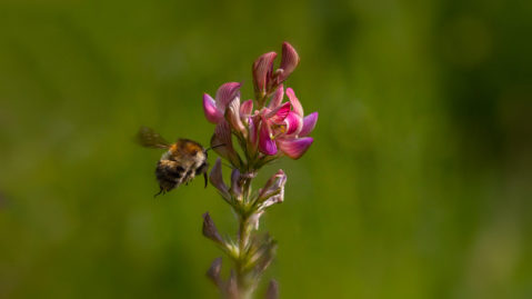 Ackerhummel im Anflug auf Esparsette