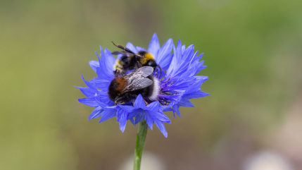 Treffen auf der Kornblume