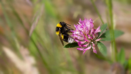Gartenhummel auf Rotklee