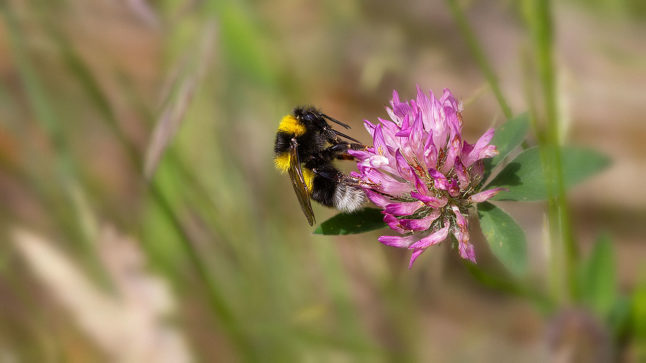 Gartenhummel auf Rotklee